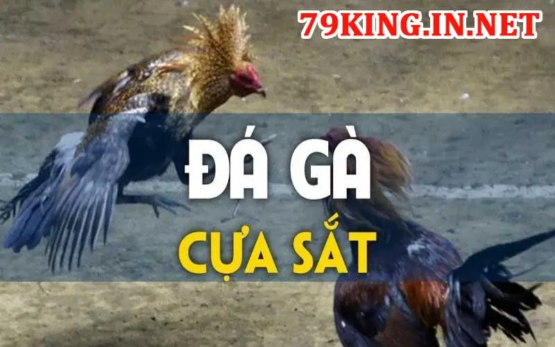 Trải nghiệm Đá gà cựa sắt hấp dẫn